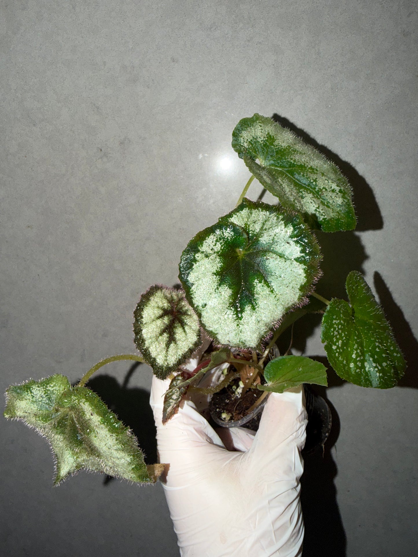 🌿Begonia 'Escargot'