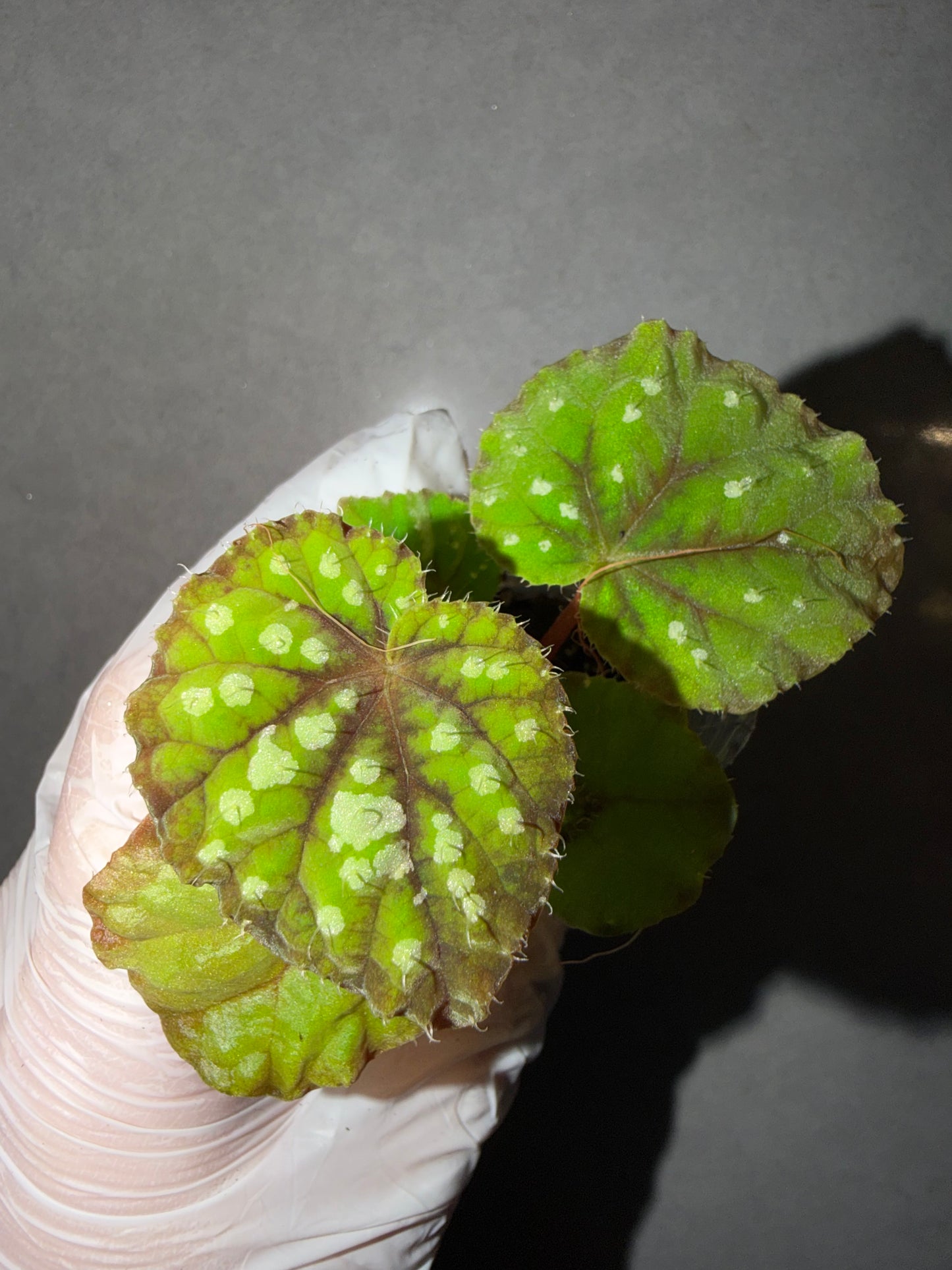 🌿Begonia DS-Little Bead