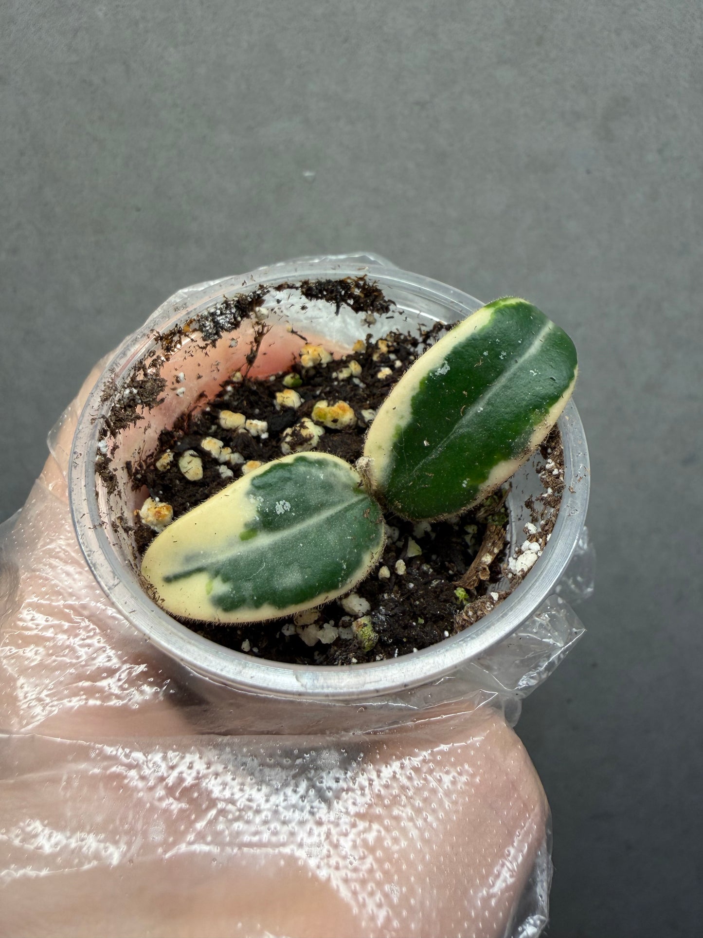 Hoya Lyi Prism