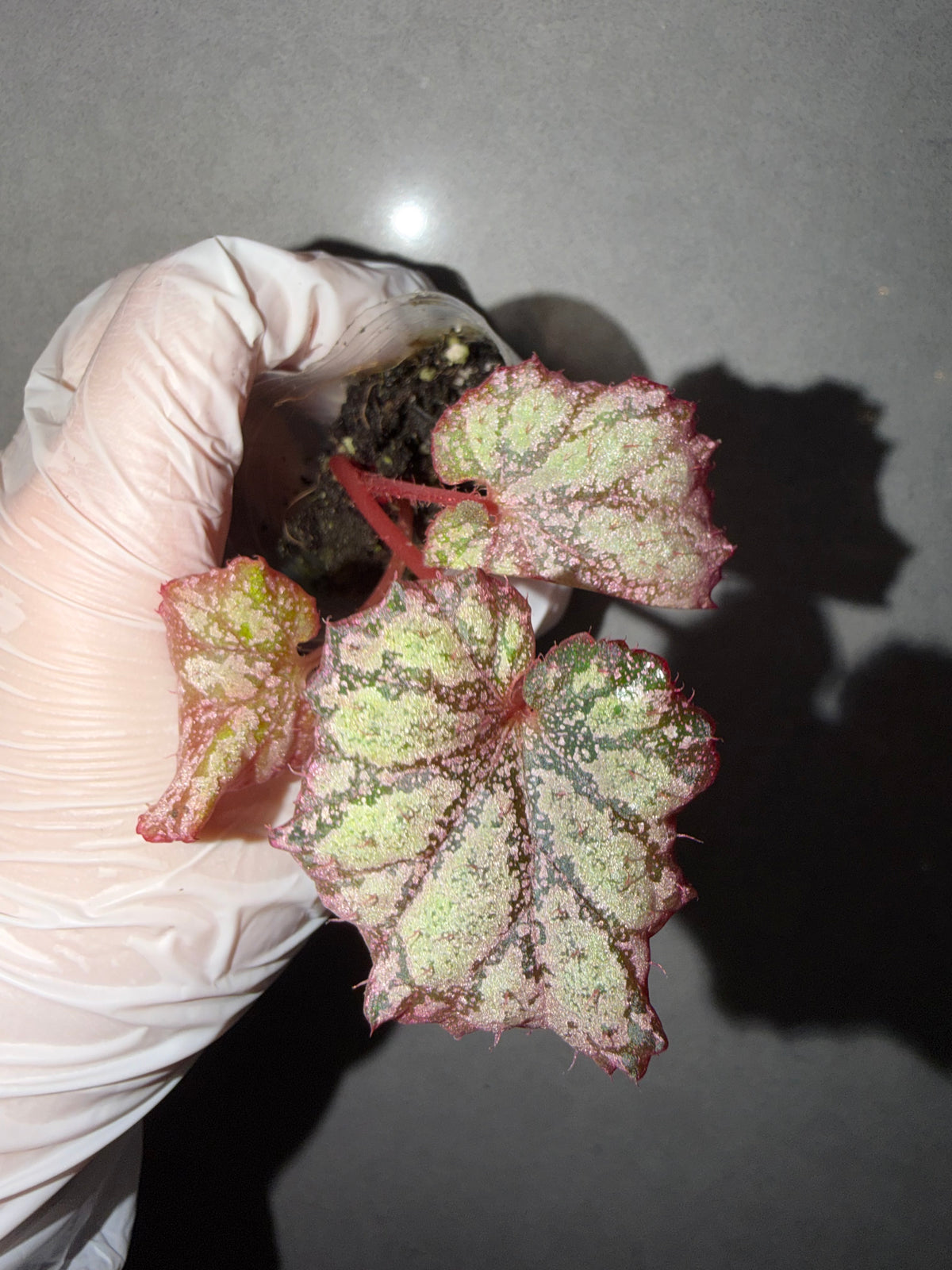 🌿Begonia ‘Pink Panther’