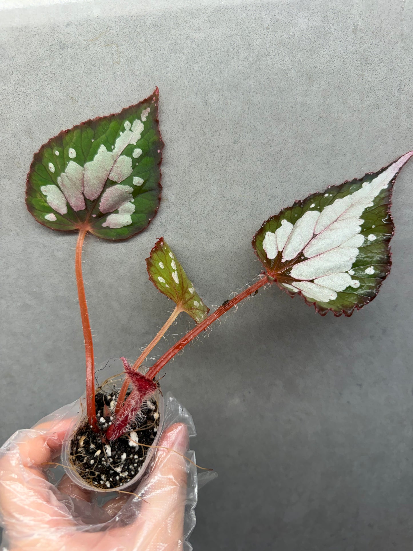 🌿Begonia Rex hybrid ’Blue-Green‘
