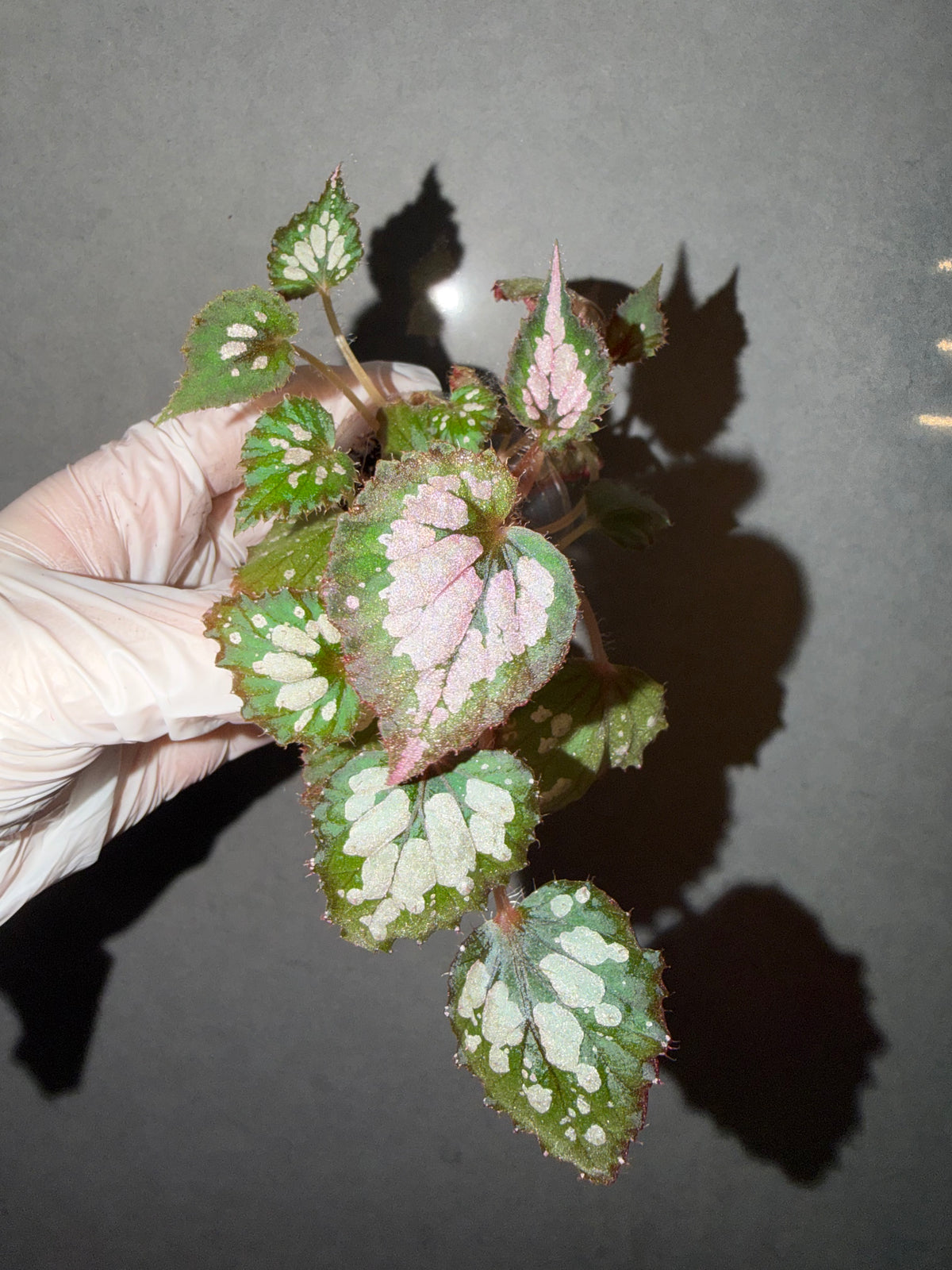 🌿Begonia Rex hybrid ’Blue-Green‘