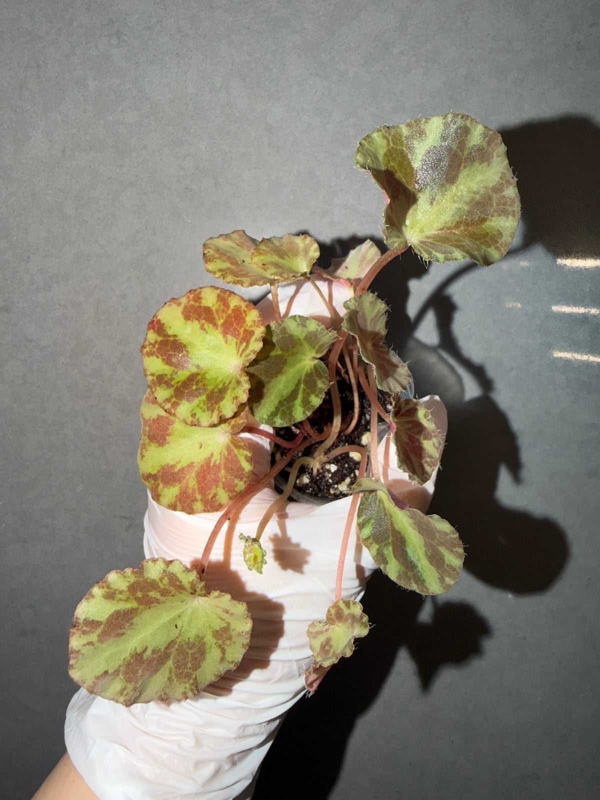 🌿Begonia cleopatrae