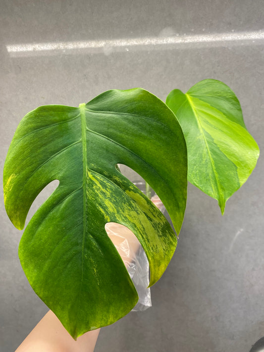 🌿 Monstera Aurea