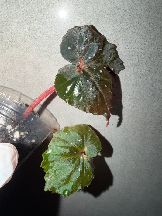 🌿 Begonia ’Ikazuchi‘