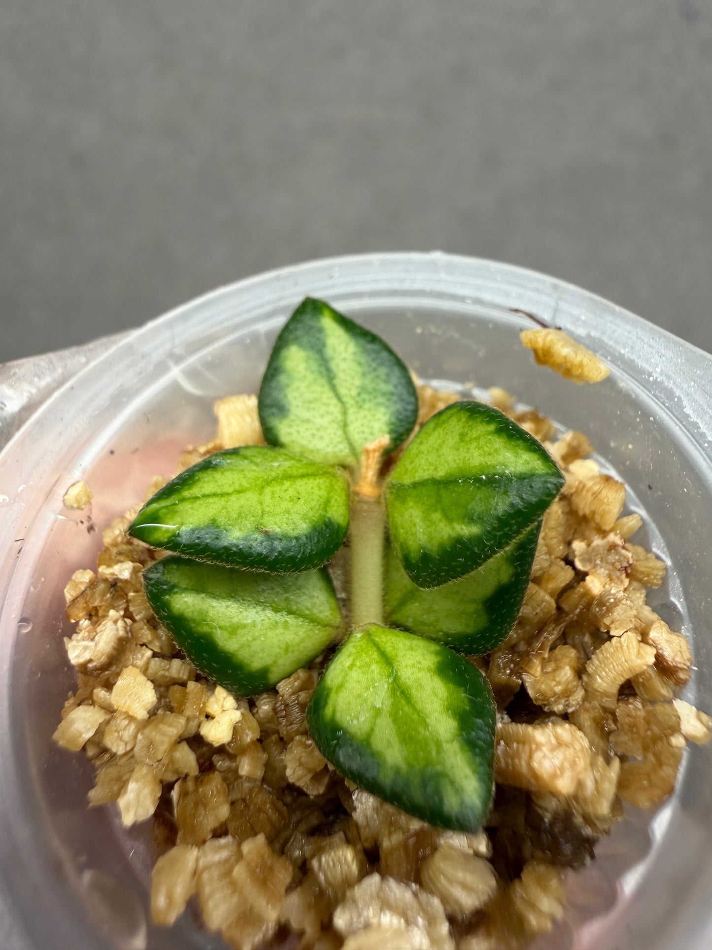Hoya Chinghungensis var