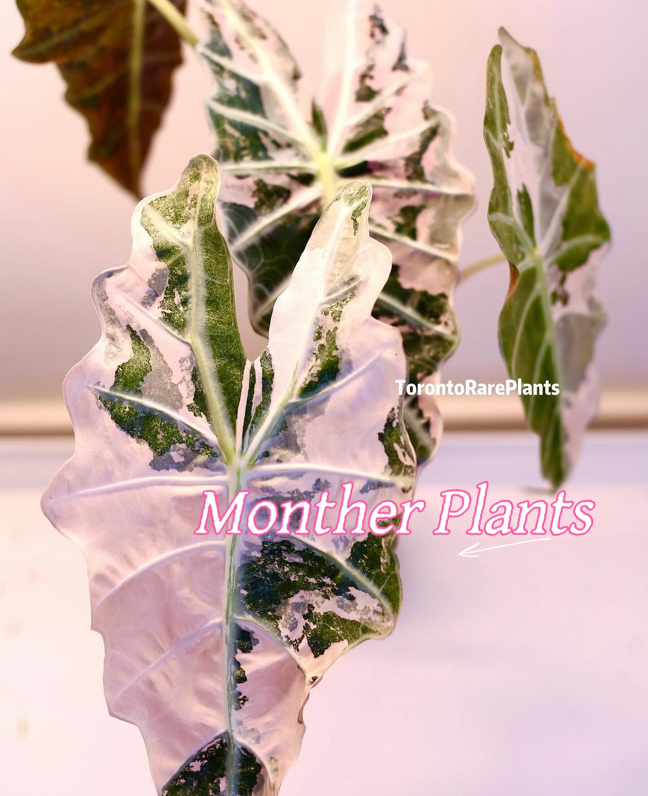 🌸Alocasia ‘Amazonica’ Pink Variegated