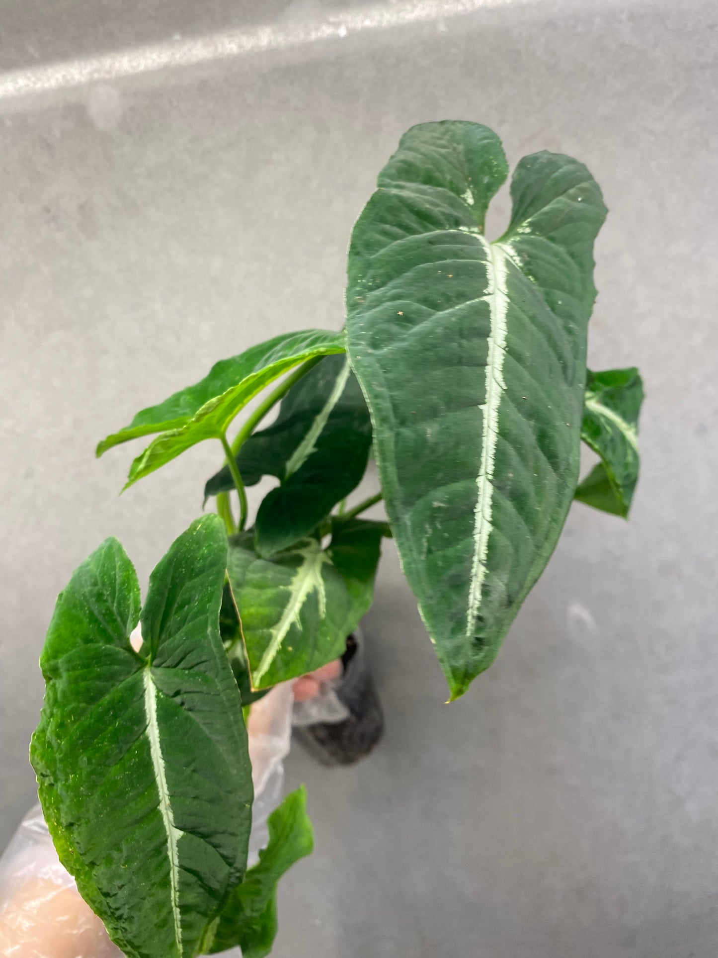 🌿 Syngonium wendlandii