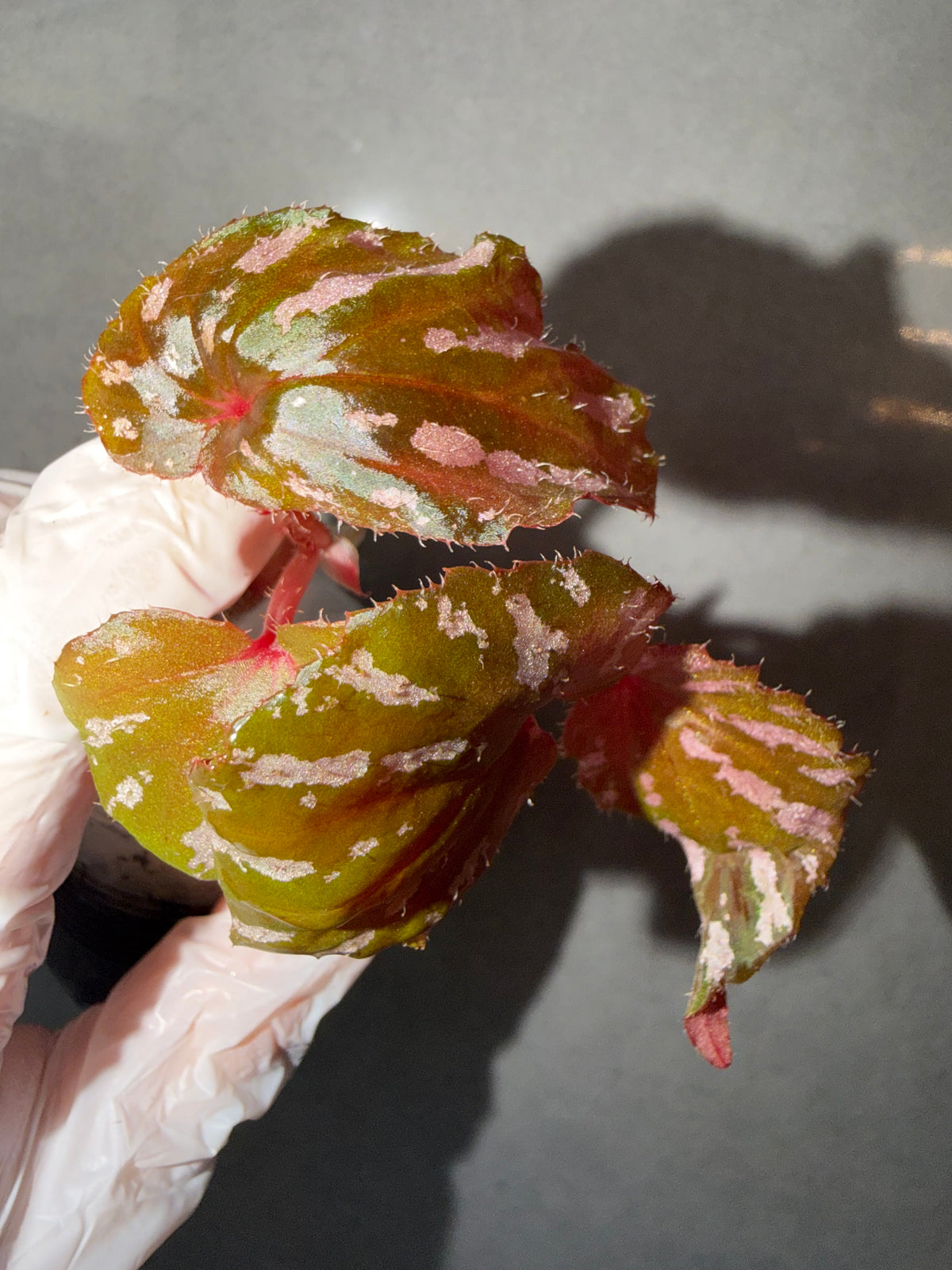 Begonia 4 Combo：Darthvaderiana（Green Spot）➕ sp. Sarawak➕ brevirimosa➕ Carnival
