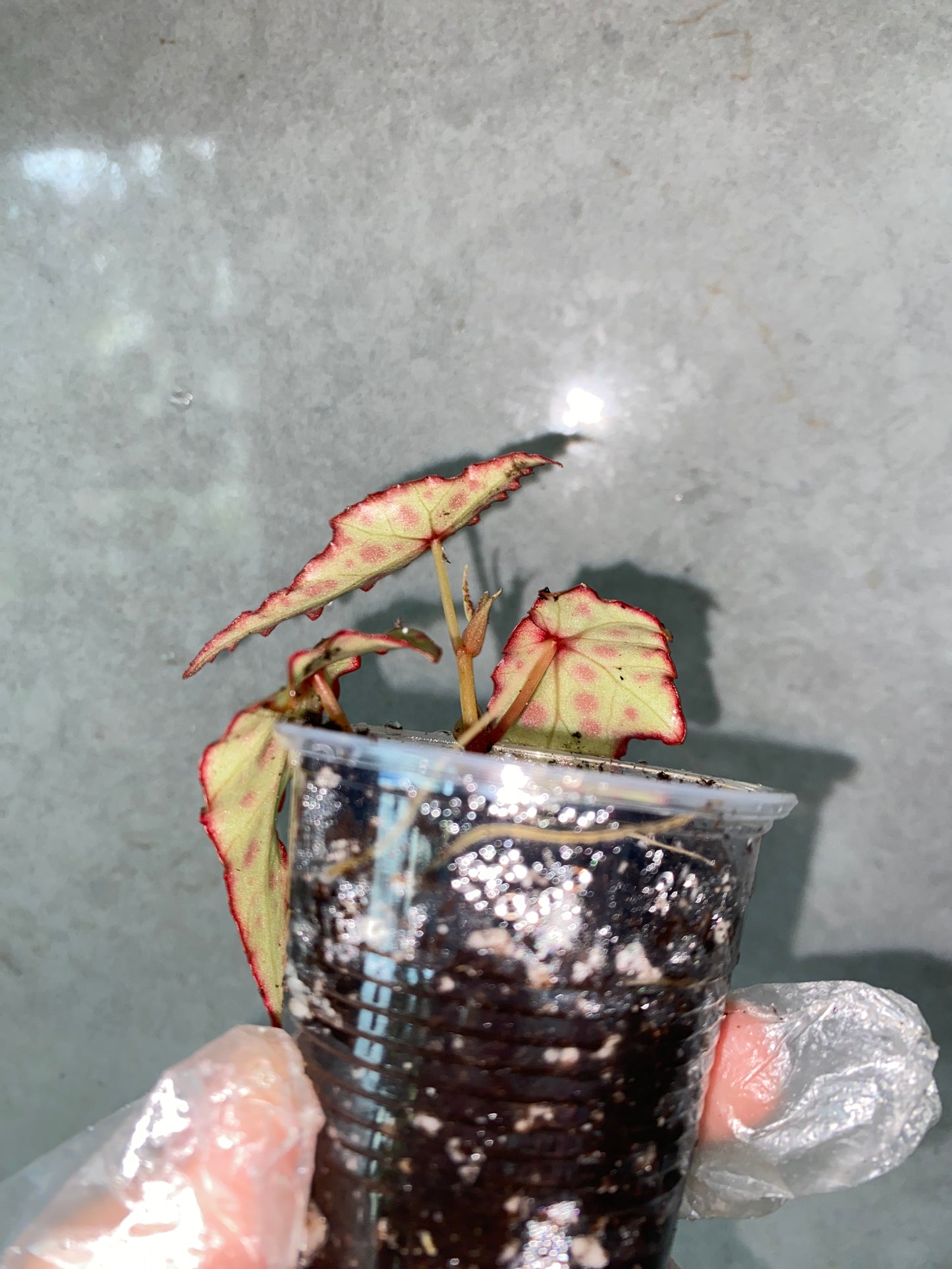 🌿 Begonia amphioxus