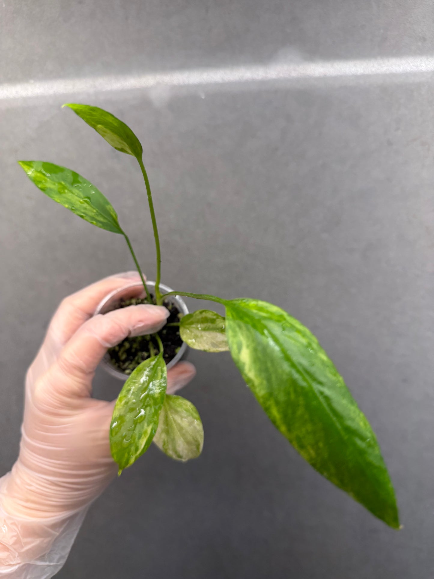 🌿Anthurium vittariifolium 'Variegated'