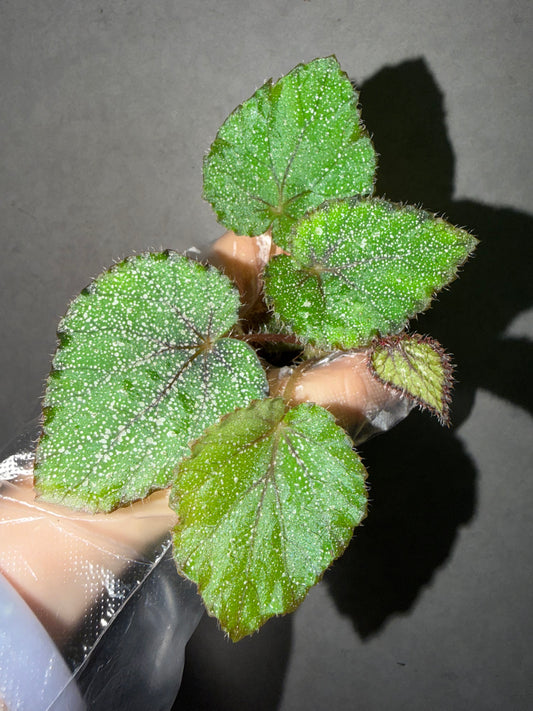 🌿Begonia ’Morning Dew‘