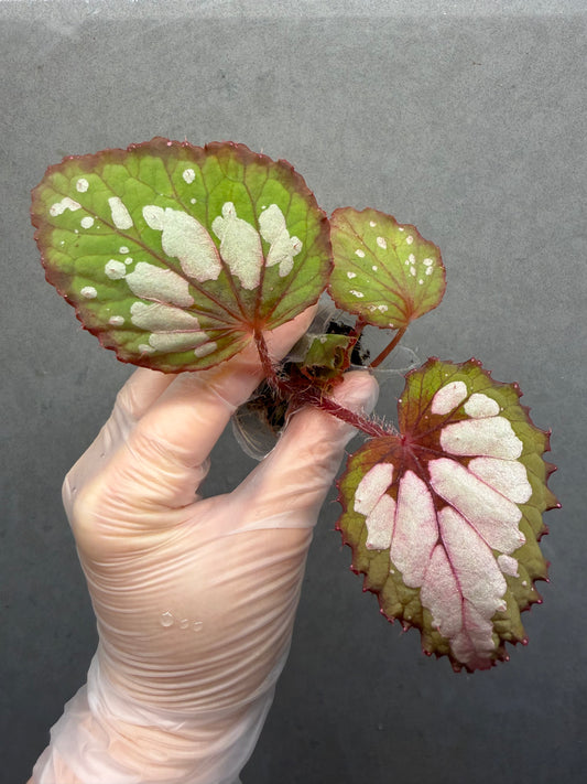 🌿Begonia Rex hybrid ’Blue-Green‘