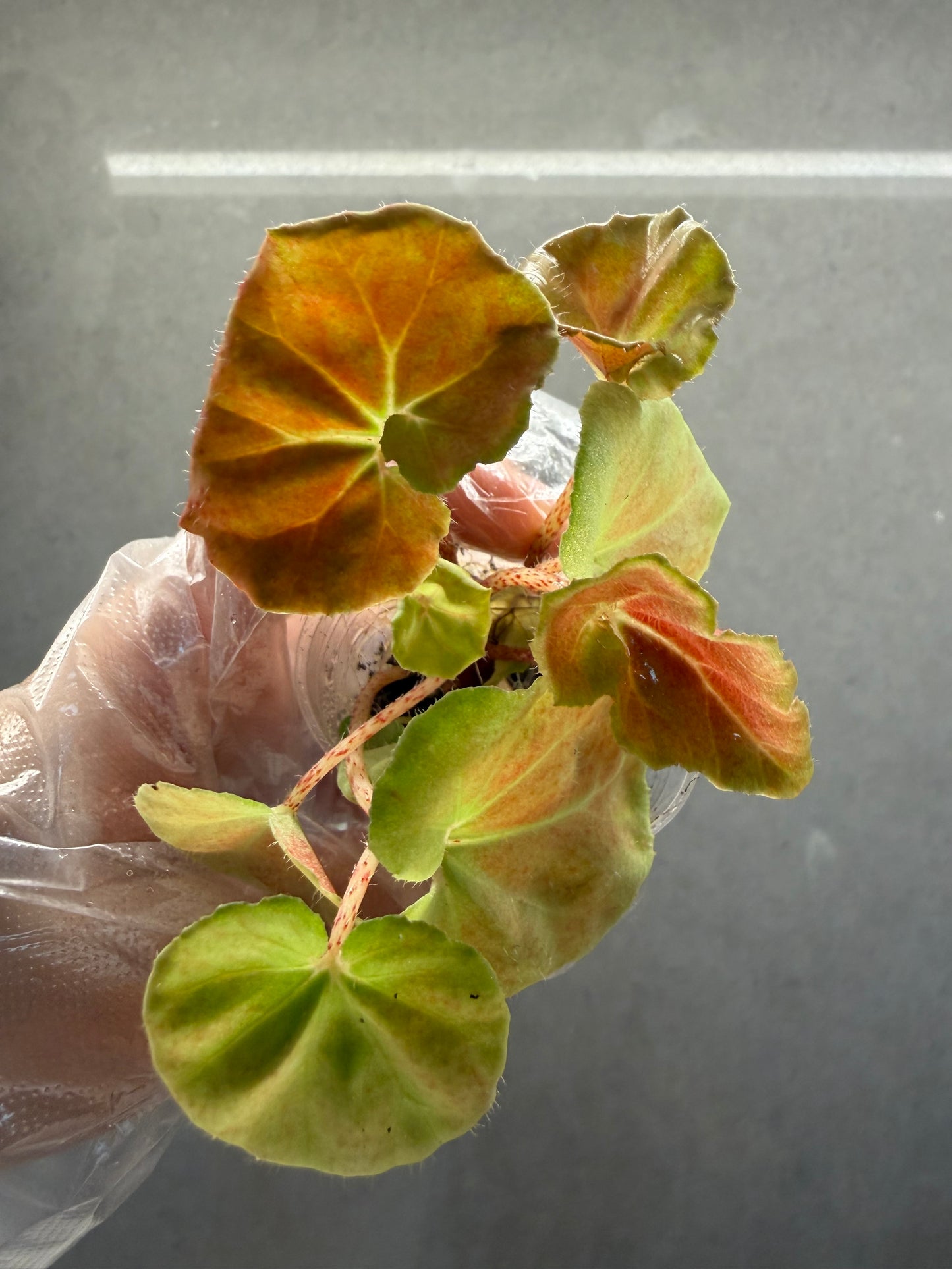 🌿Begonia ’Hoozukimaru‘❤️