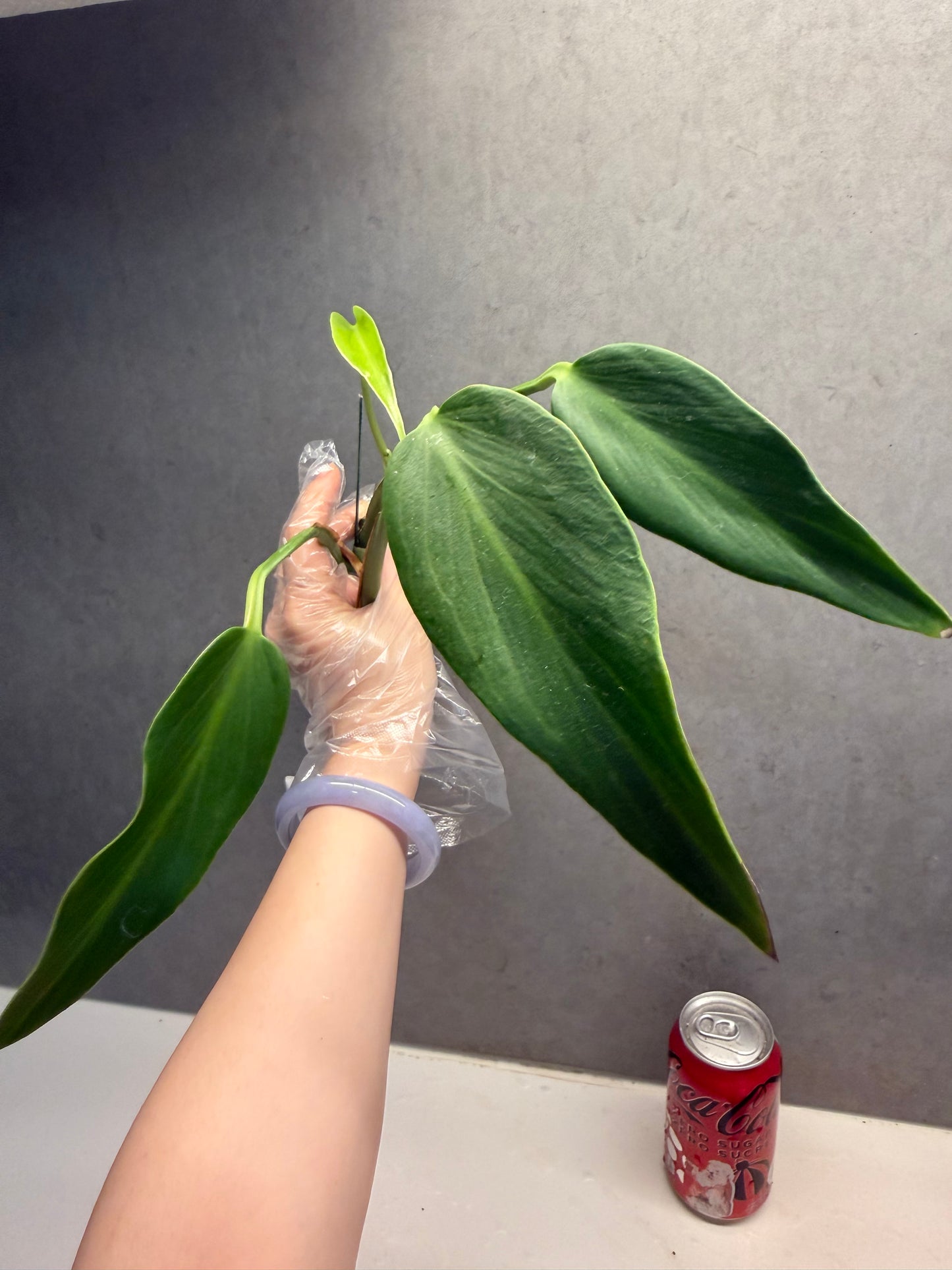 🌿 Monstera 'Burle Marx Flame'
