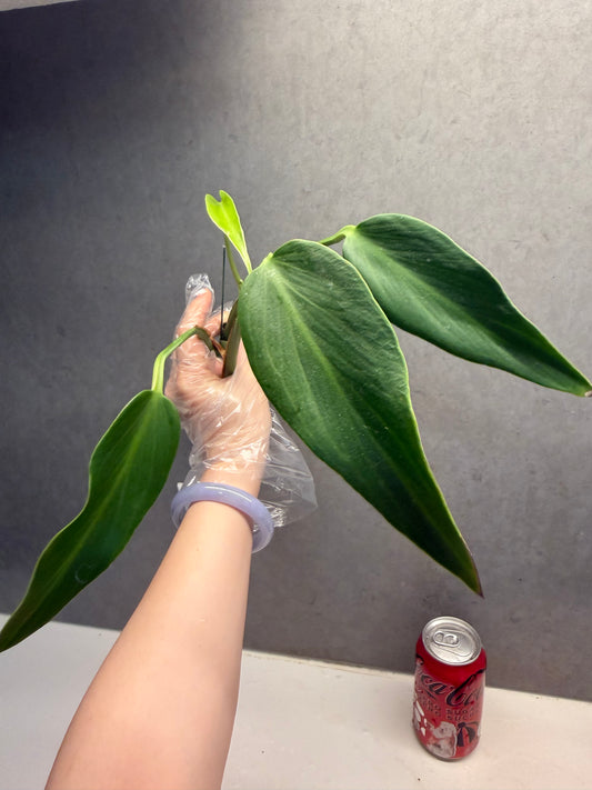 🌿 Monstera 'Burle Marx Flame'