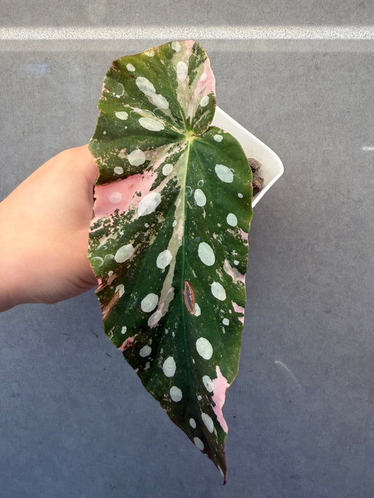 🌿Begonia maculata ‘Pink Variegata’
