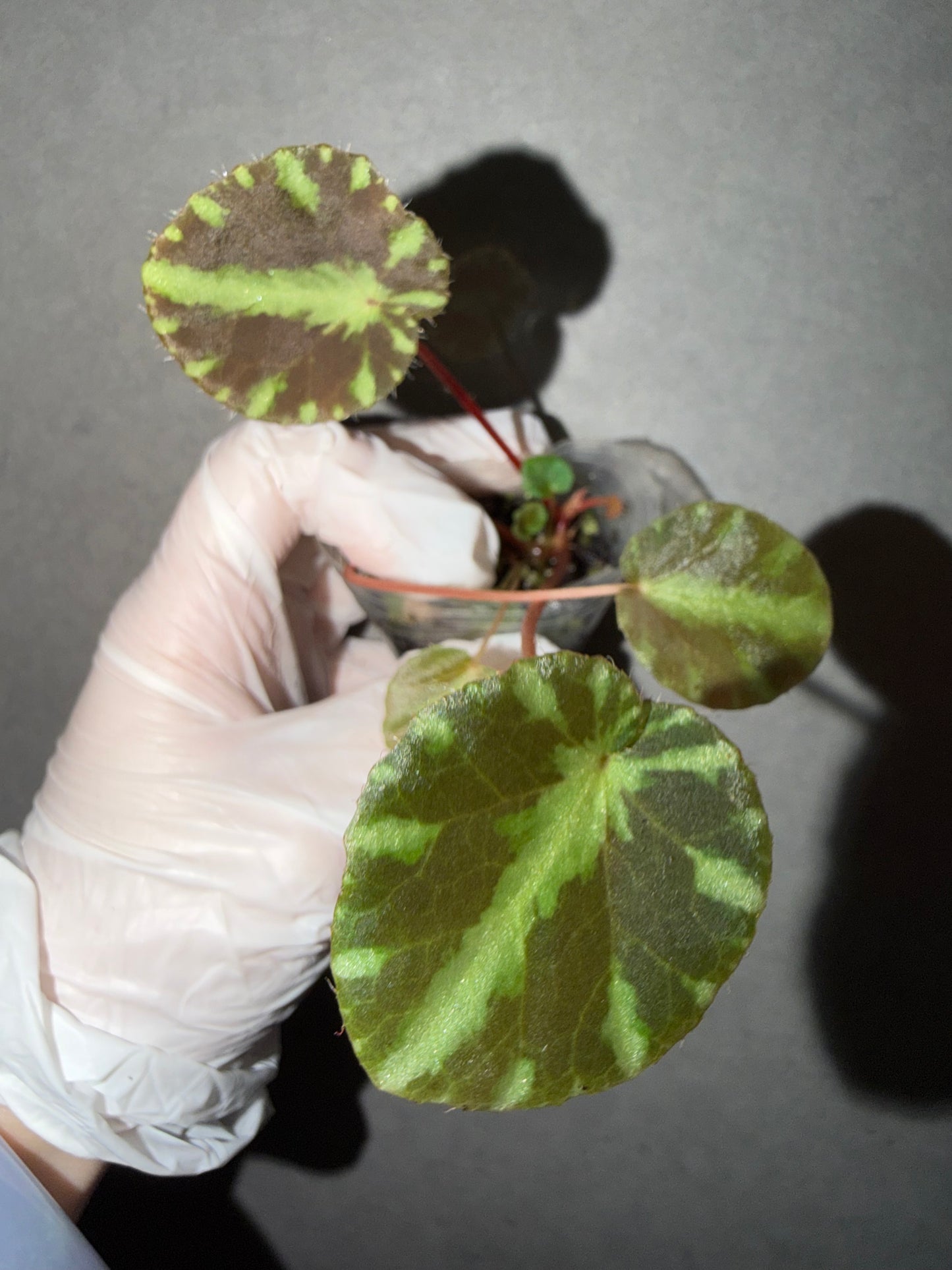 🌿Begonia cleopatrae