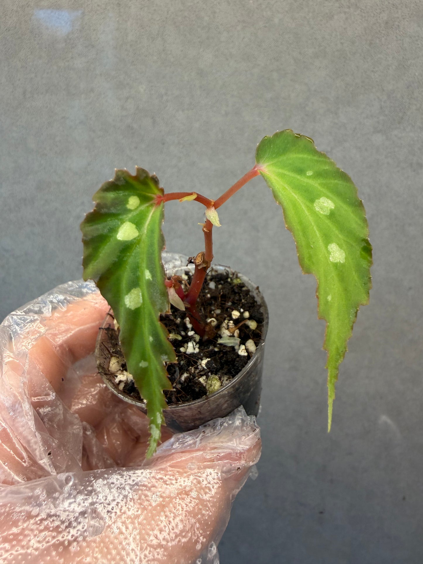 🌿Begonia sp. Mantuk