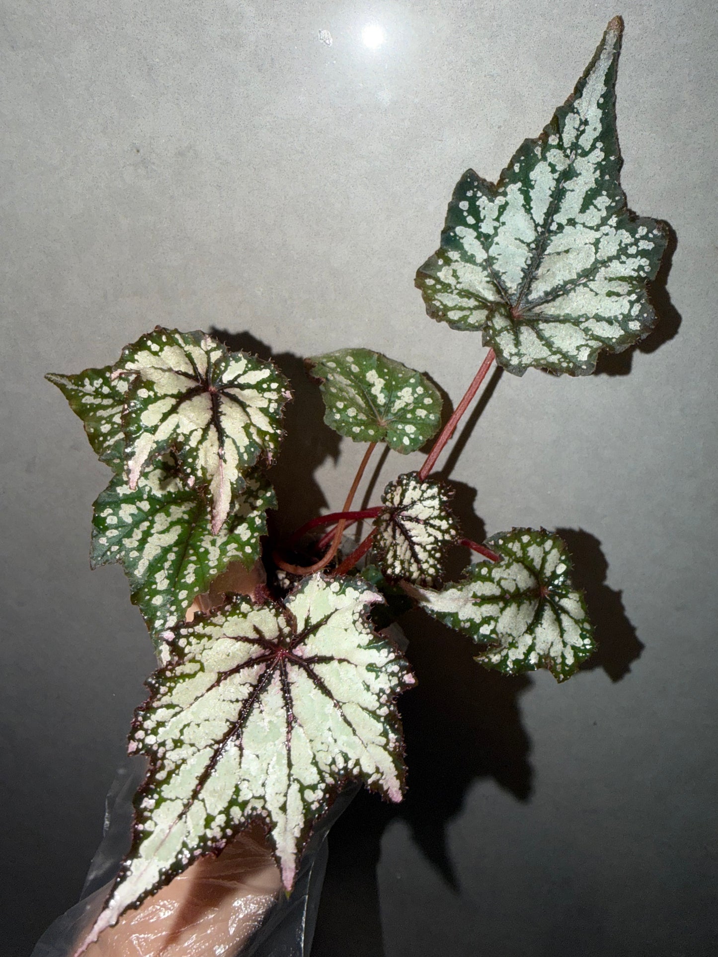 🌿 Begonia 'Robert Golden'