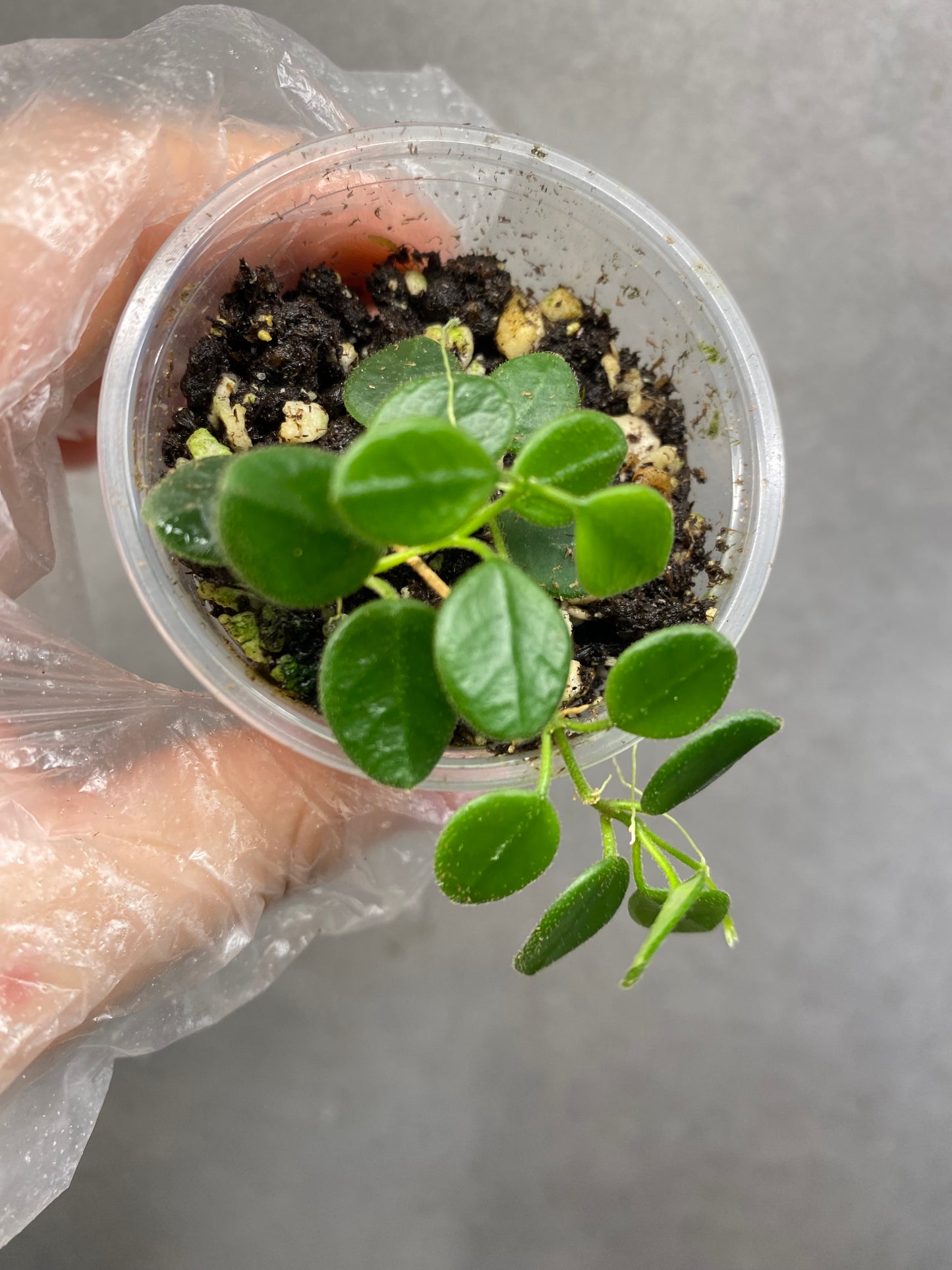 🌿 Hoya tengchongensis