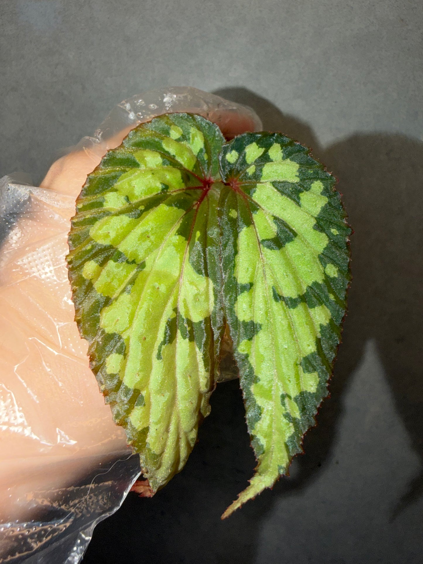 🌿 Begonia sp. Kapuas Hulu (U679)