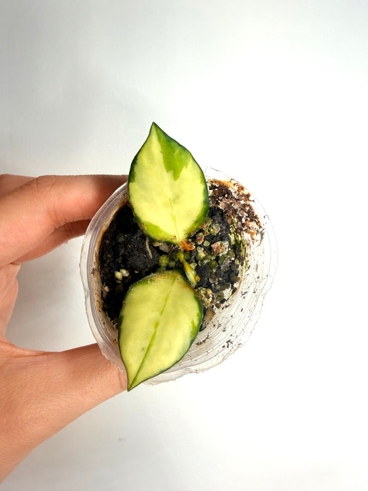 Hoya Heuschkeliana Variegata