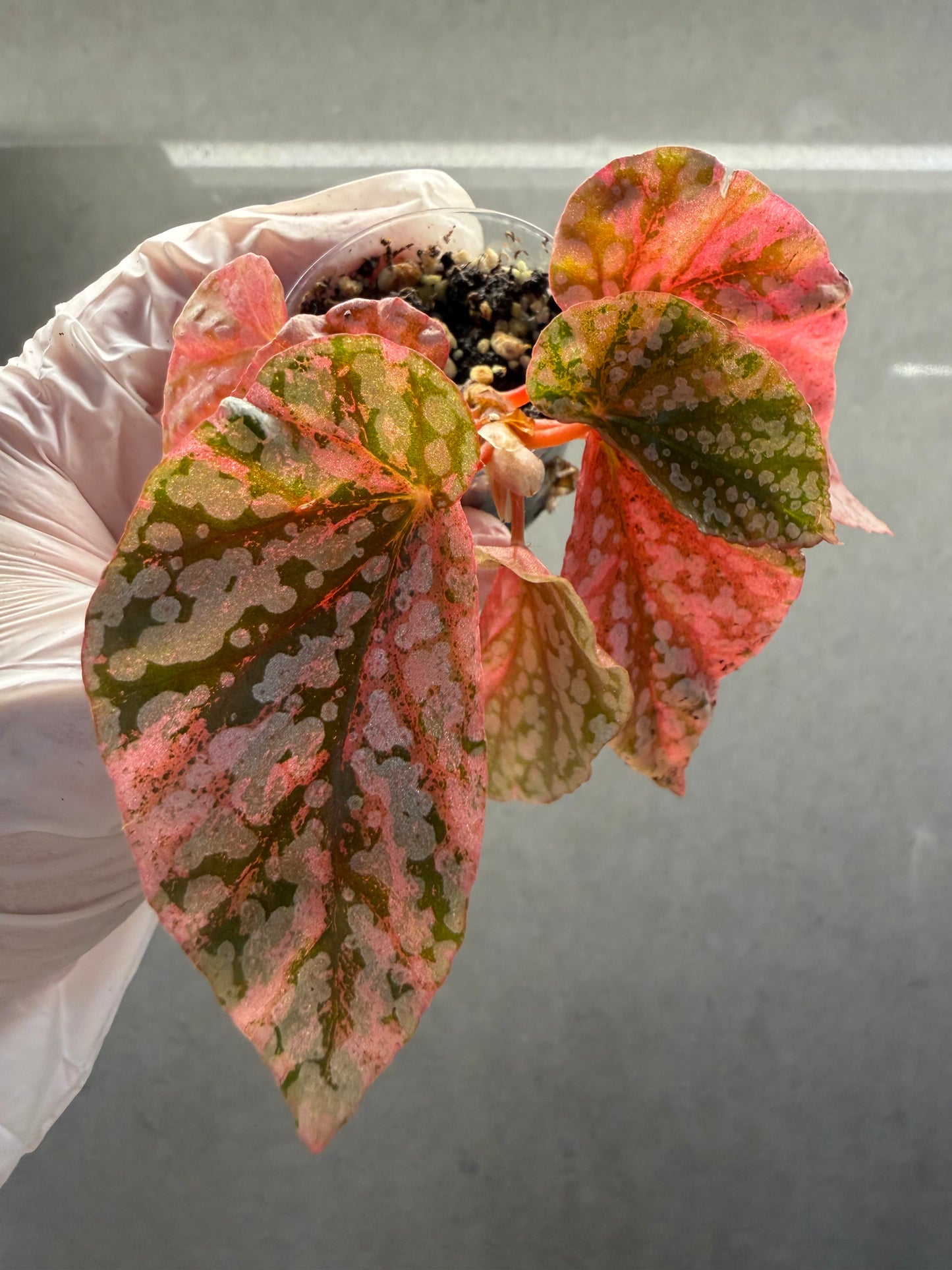 🌿 Begonia 'Snow Cap ‘Pink Variegated