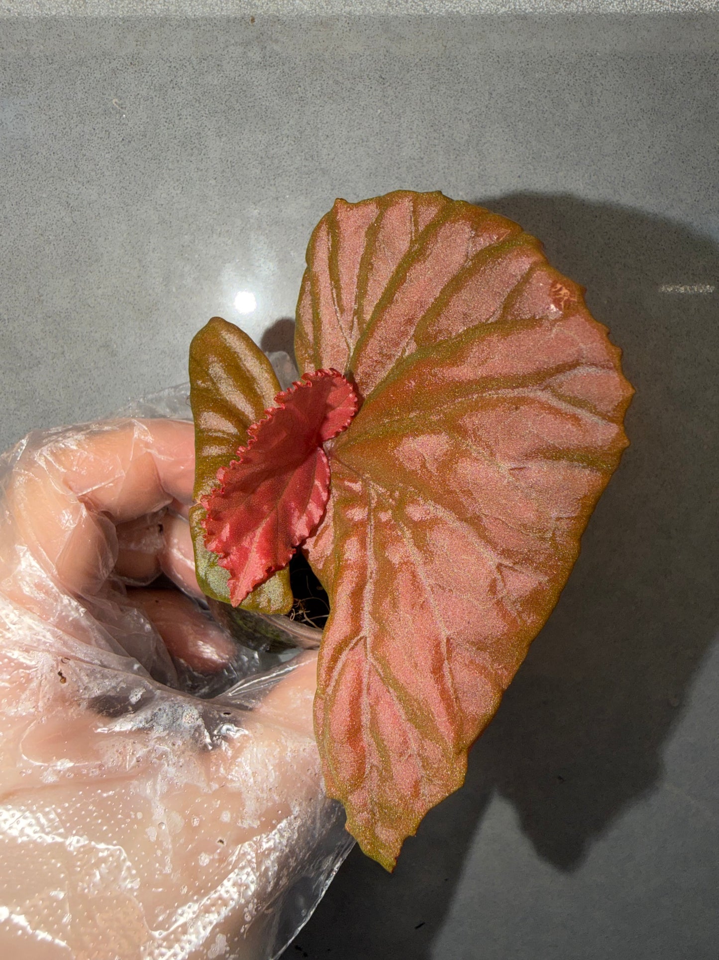 🌿Begonia Black Metallic