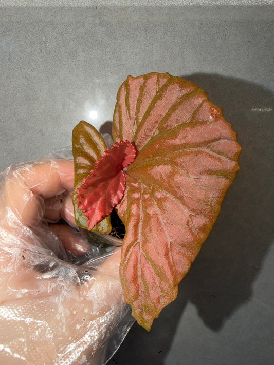 🌿Begonia Black Metallic