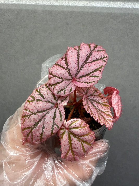 🌿 Begonia 'Tingley Mallet'