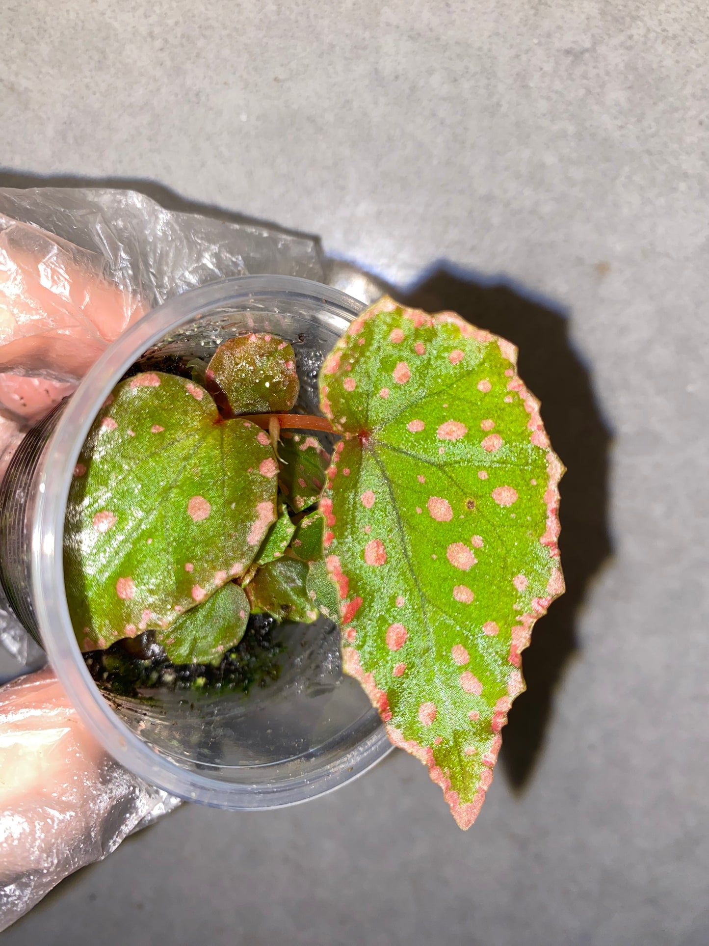 🌿 Begonia Darthvaderiana × Amphioxus