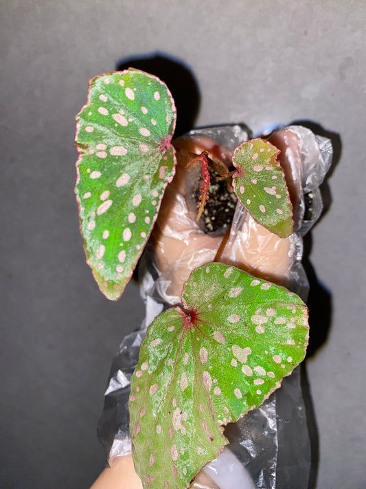 🌿 Begonia malachosticta
