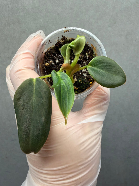 🌿Philodendron Gigas
