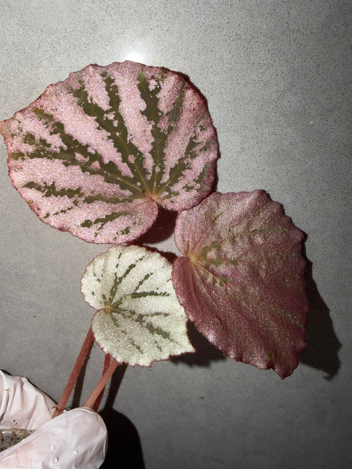 Begonia 4 Combo：sp. Julau➕ polilloensis x rajah➕ Martin Mystery➕ Robert Golden