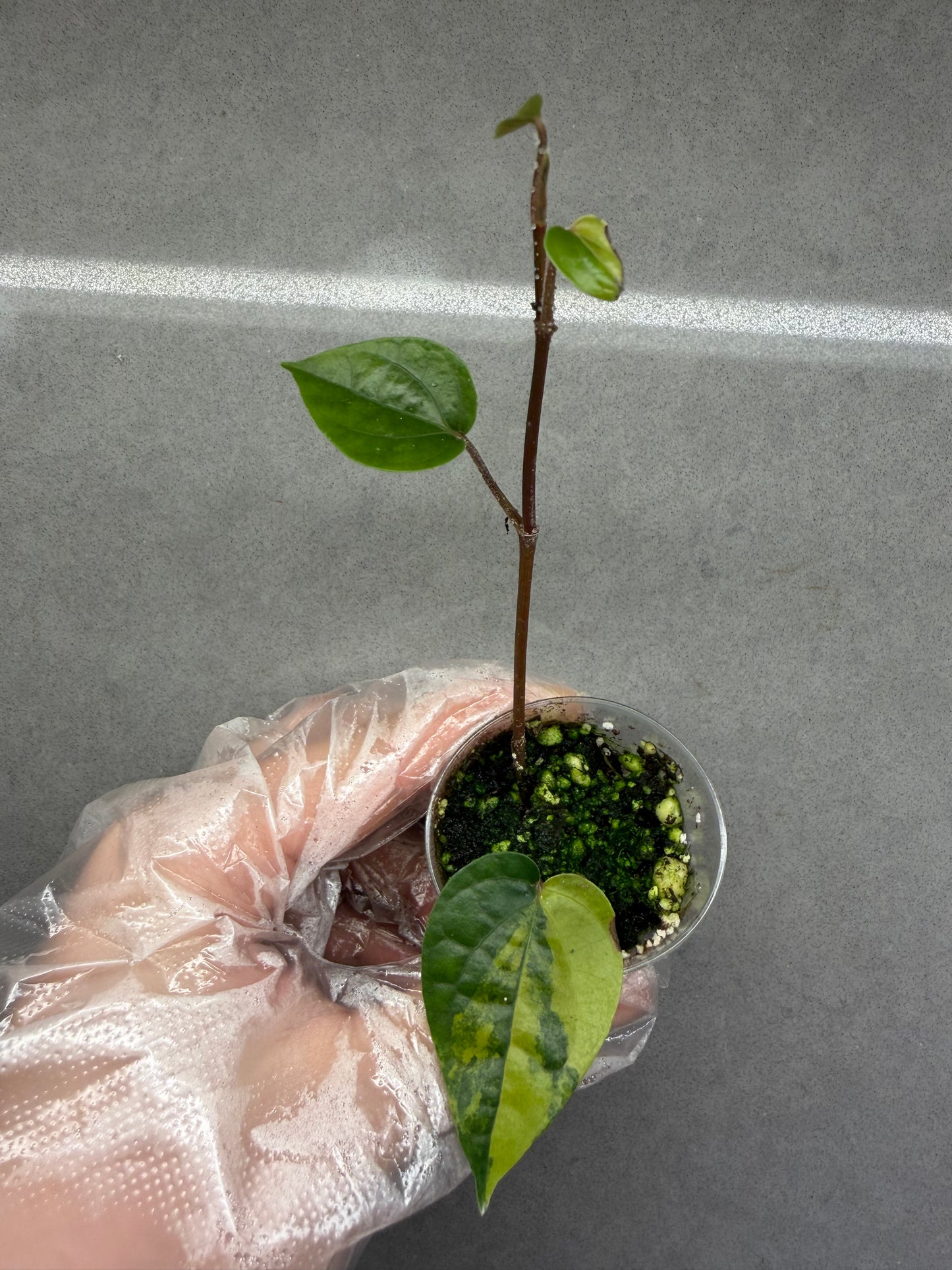 🌿Piper Aurea Variegated