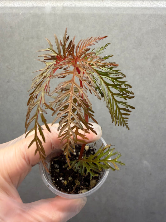 🌿 Begonia Bipinnatifida