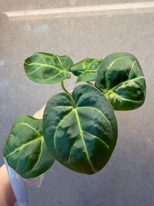 🌿Anthurium Kos *Black Crystallinum