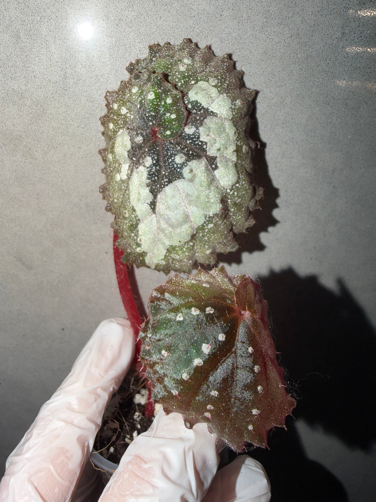 🌌Begonia 'Super Universe'