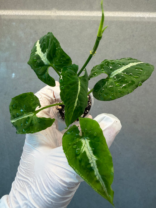 🌿Syngonium wendlandii