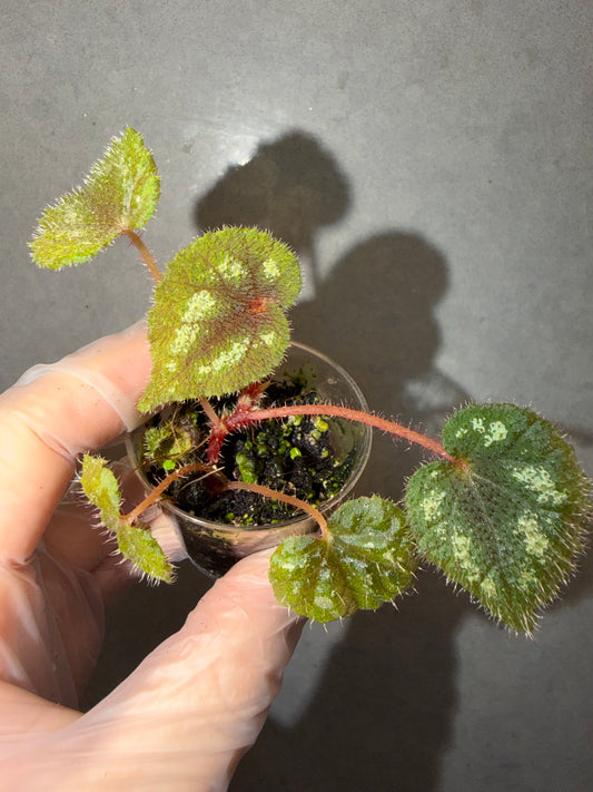 🌿Begonia picturata