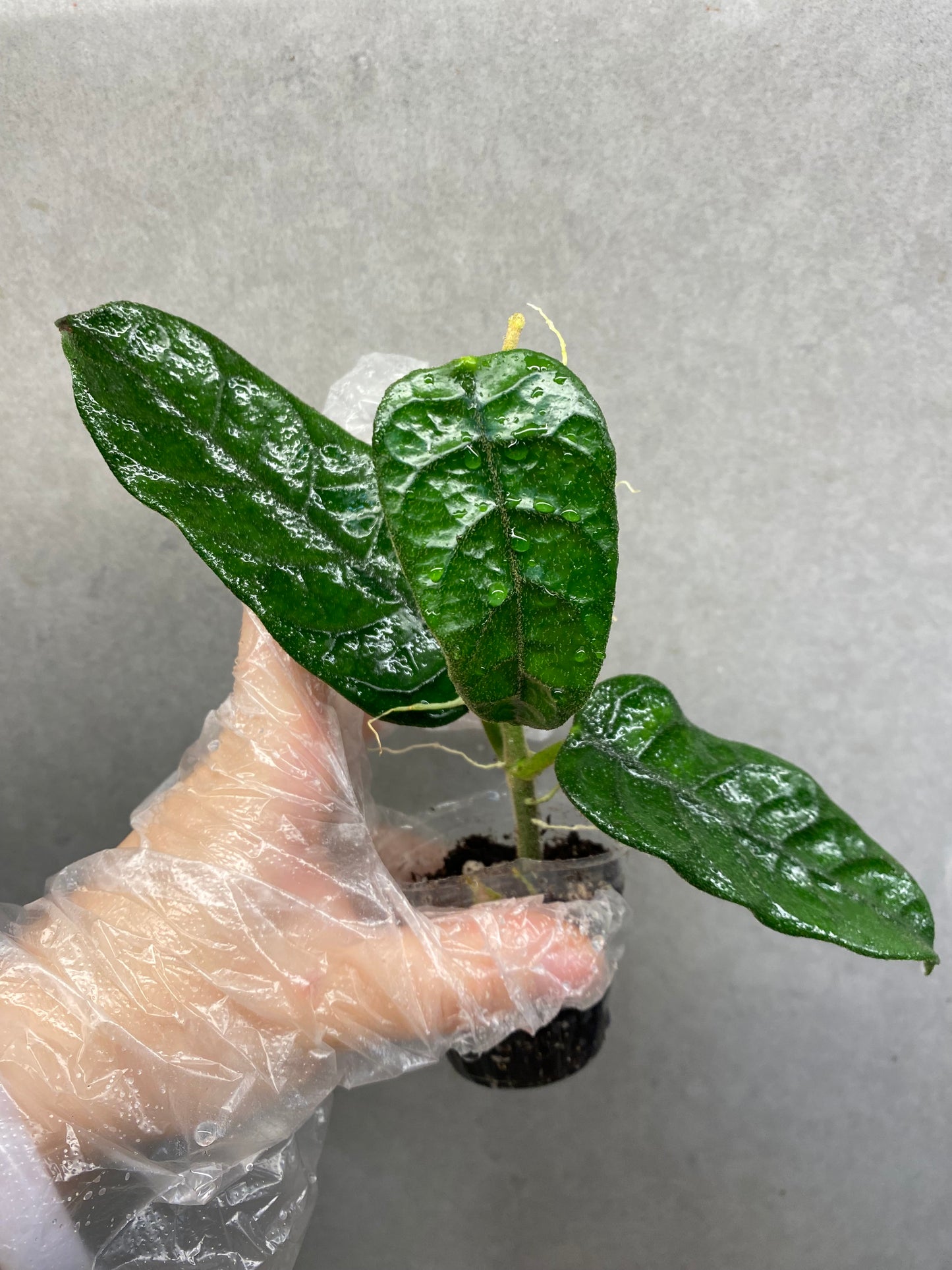 🌿 Hoya caodang