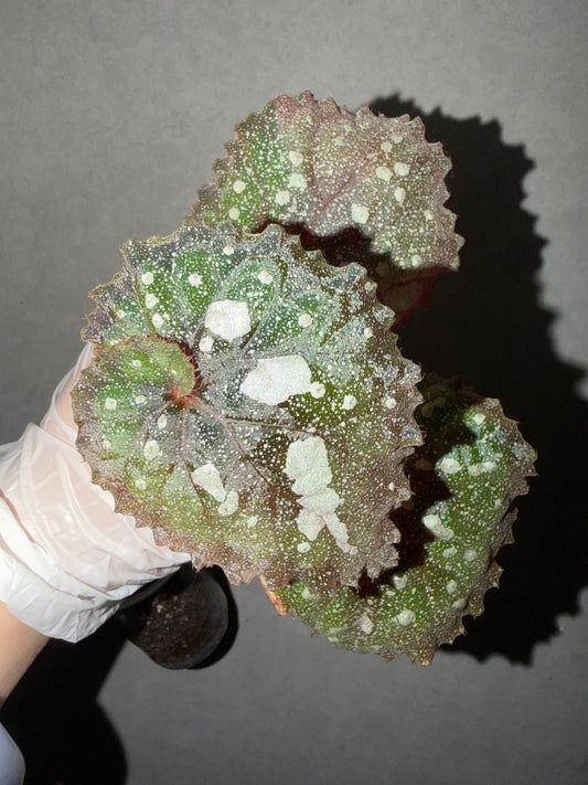 🌌Begonia 'Super Universe'
