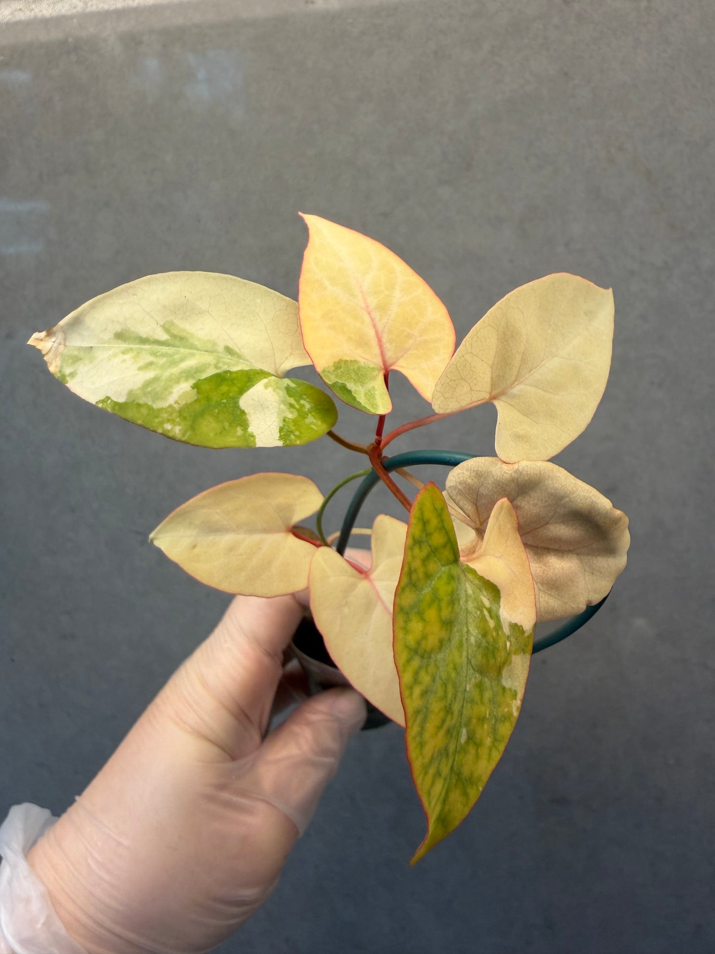 🌸Fallopia multiflora var.