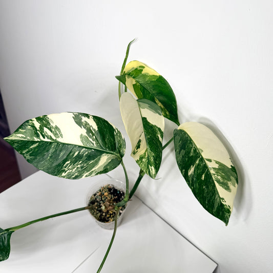 Epipremnum pinnatum 'Albo-variegata'