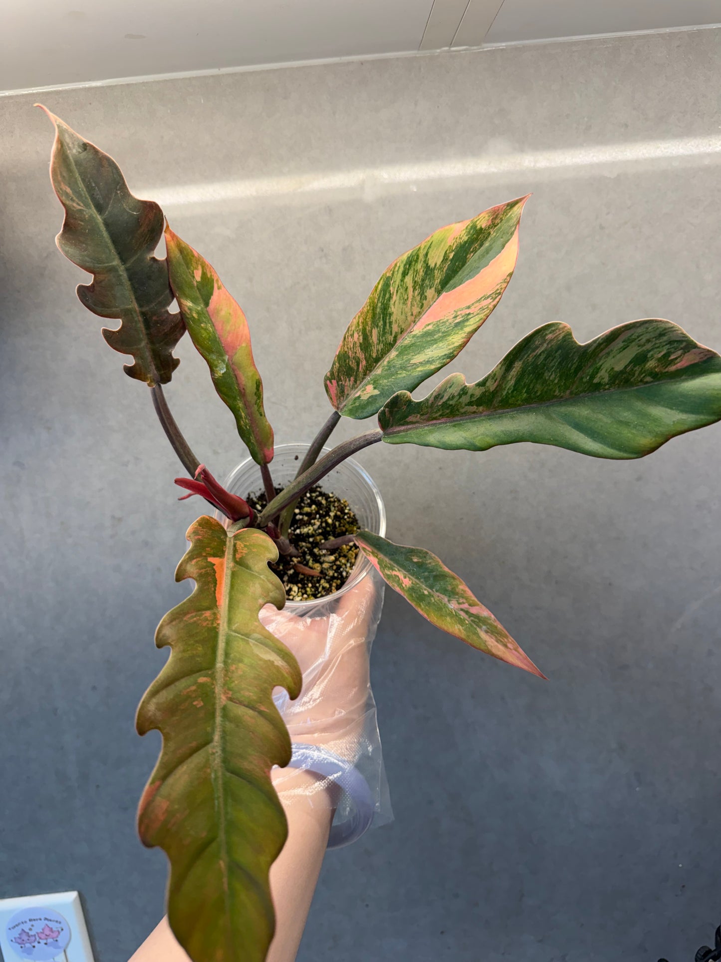 🍁Philodendron Caramel Marble Var.🍁