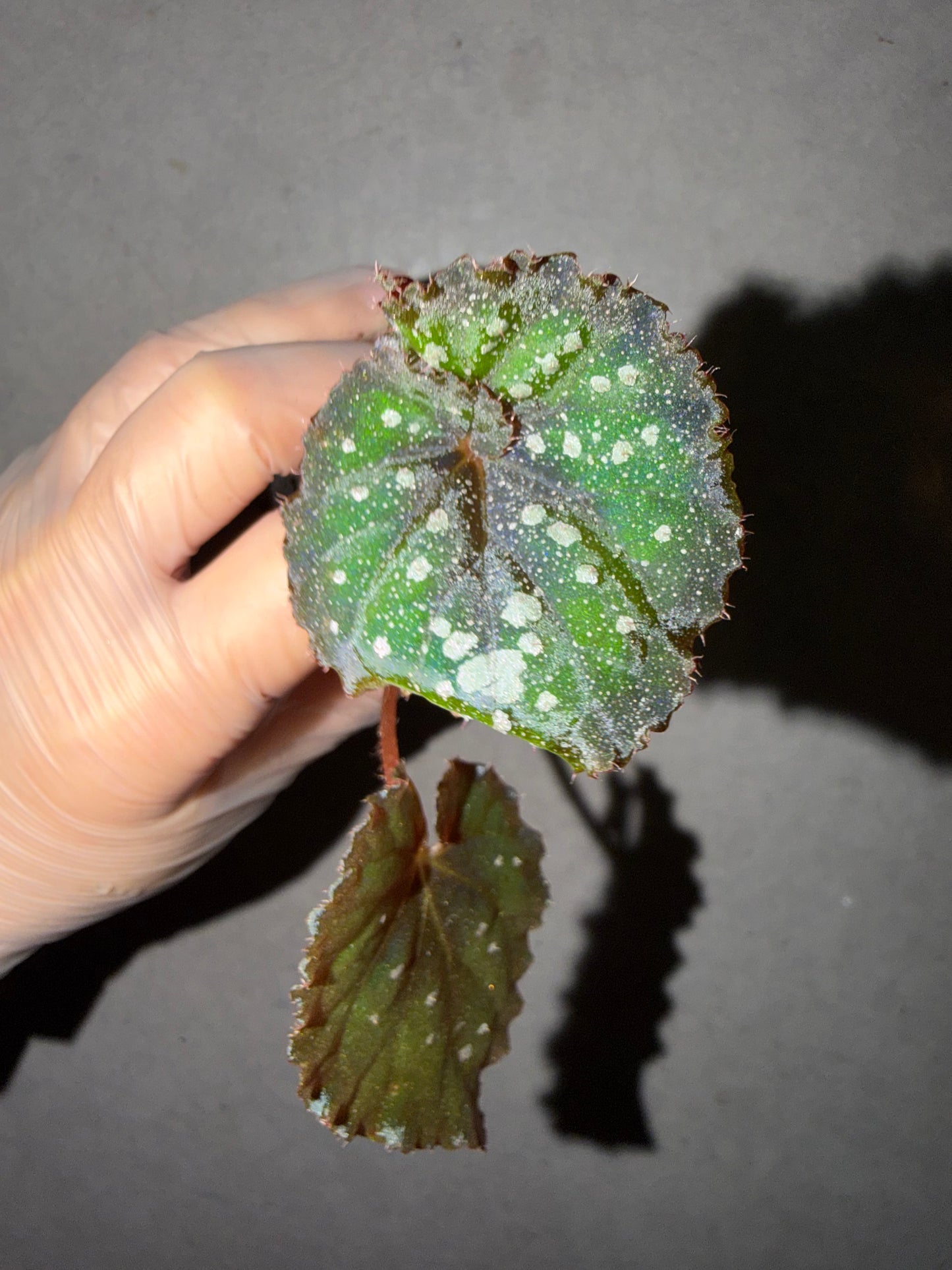 🌌Begonia 'Super Universe'