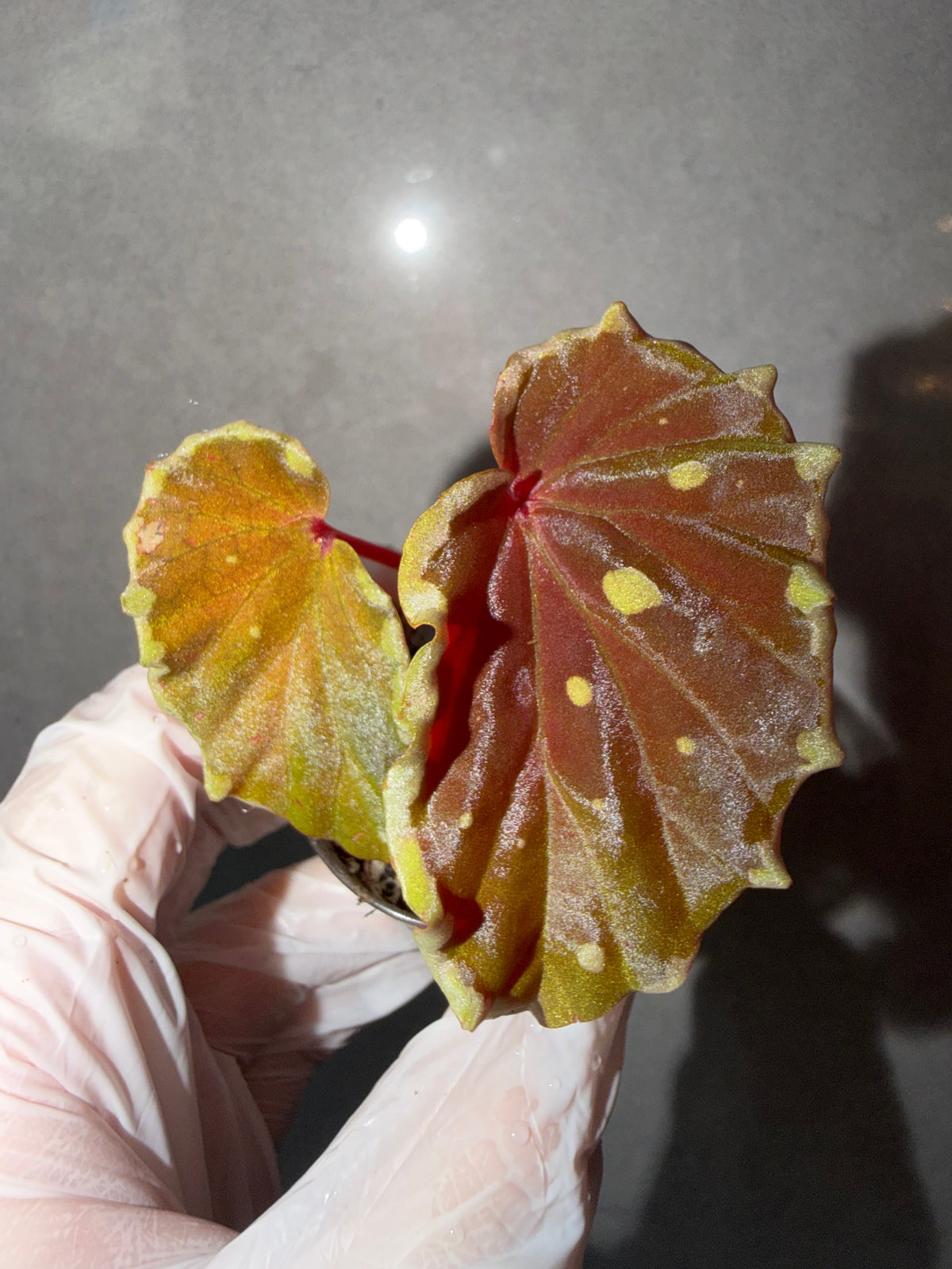 Begonia 4 Combo：Darthvaderiana（Green Spot）➕ sp. Sarawak➕ brevirimosa➕ Carnival