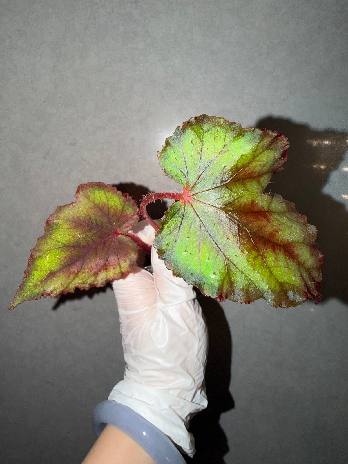 🌿Begonia DS-Chocolate Covered Cherry