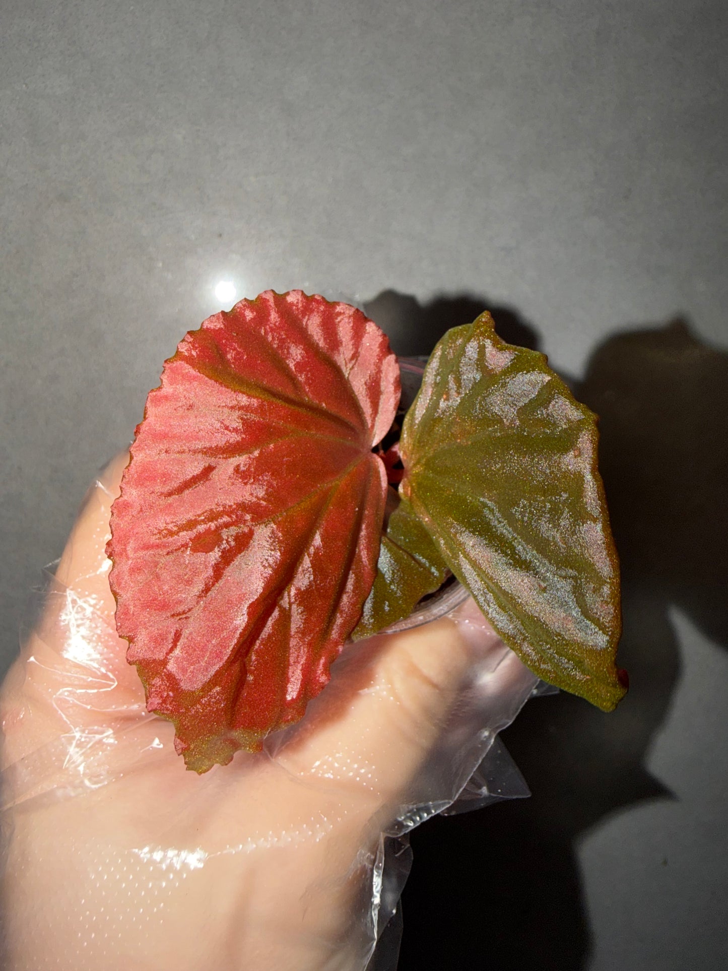🌿Begonia Black Metallic